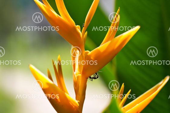 Ants on Heliconia