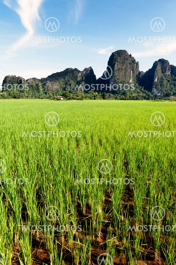 Green rice paddy field and limestone mountains in Vang Vieng, popular tourist resort town in Lao PDR.