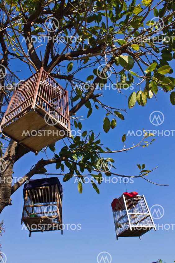 Bird in a cage in a tree race