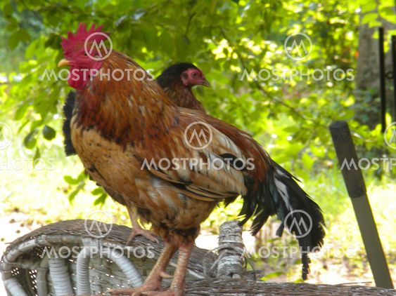 Rooster and Hen