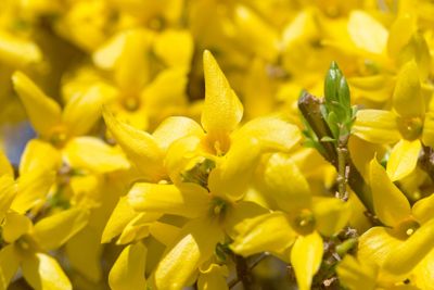 Yellow blossoms of forsythia 