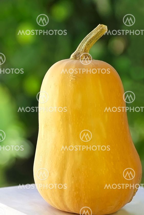 small pumpkin on green background