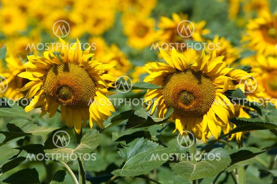 Sunflowers, Villarcayo, Merindades, Burgos, Castilla y Leon, Spain