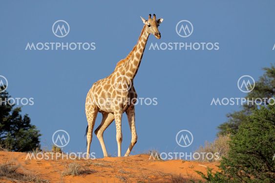 Giraffe on sand dune