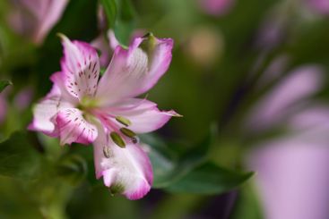 Peruvian lily, flower and growth in nature on background...