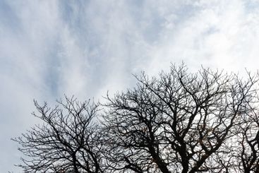 Bare tree branches reaching for cloudy sky in autumn