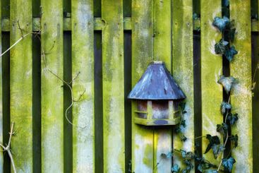 Bird feeder, wall and outdoor in nature, spring and box...