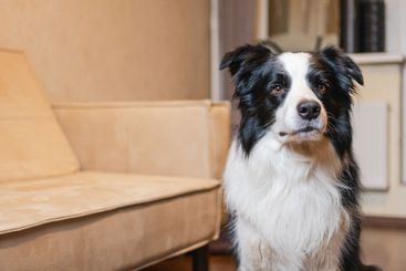 Funny portrait cute puppy dog border collie indoor. Pet...