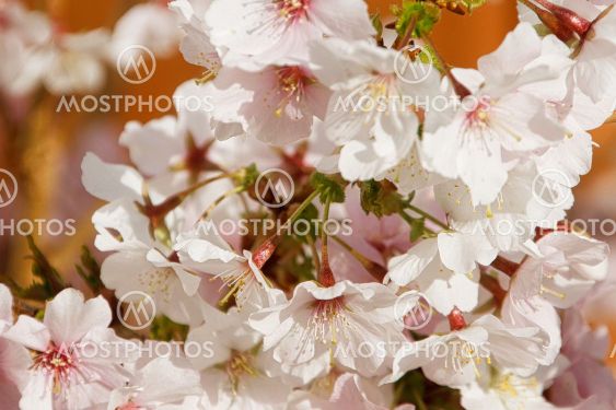 Cherry blossom in March