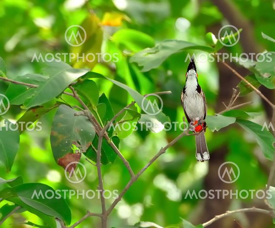 A Red-whiskered Bulbul perched on a tree branch