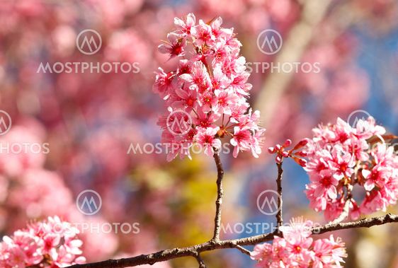 Thai sakura in winter