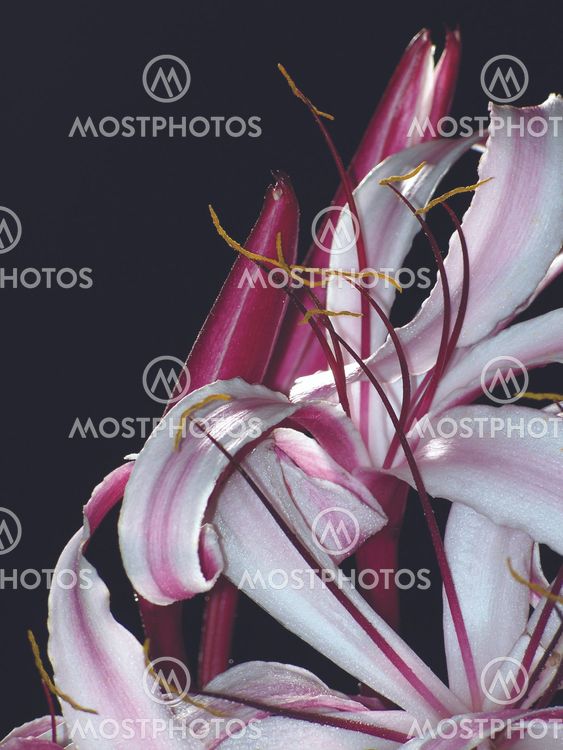 The Giant Spider Lily -9