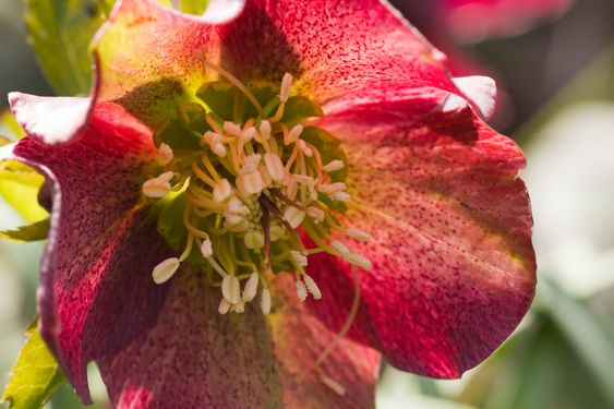 Lenten hellebore in spring sunshine