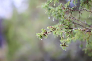 Close-up of juniper tree. Medicinal evergreen plant.