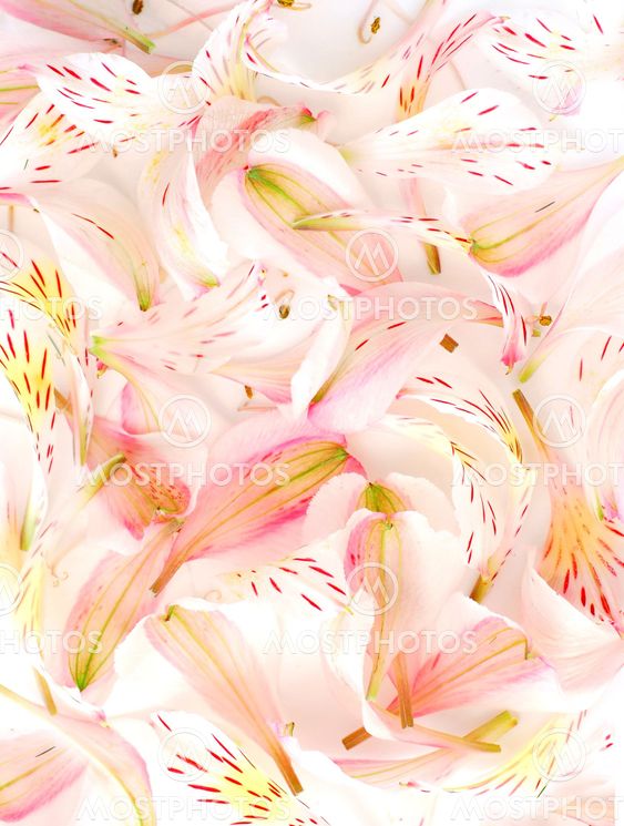 Flower petal background