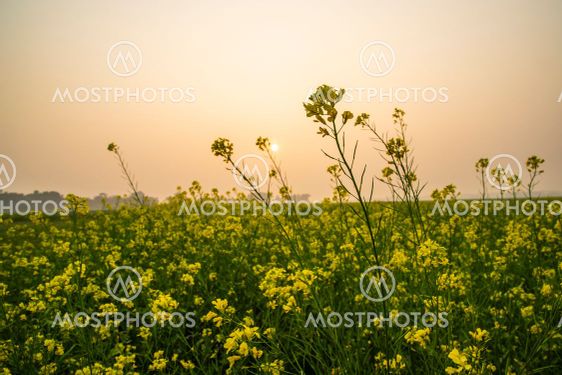 Yellow mustard flower Field under the open sky