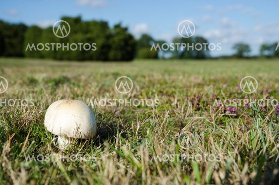 White shiny mushroom
