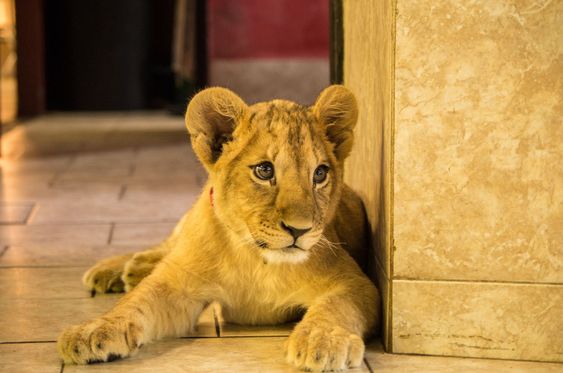 Lion king junior