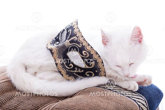 White cat on a white background
