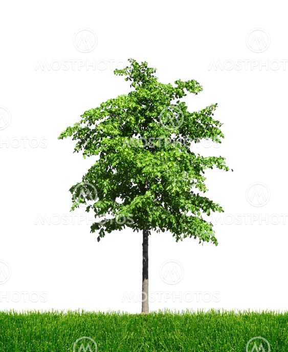 Lone green leafy tree