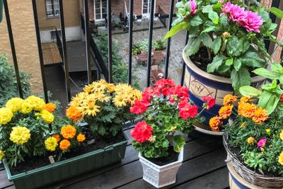 blommor på balkongen