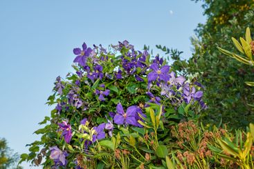 Purple clematis, nature and flowers in garden, leaves...