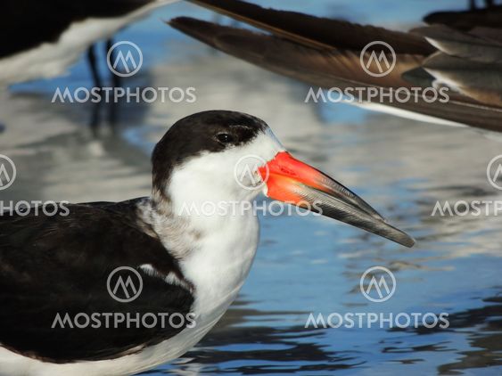 Black Skimmer (Rynchops niger)