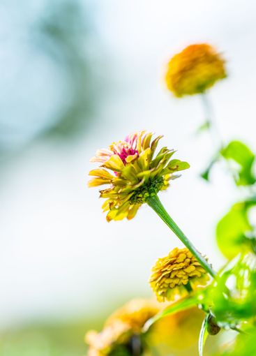 Colourful Common Zinnia in summer sun in a garden.