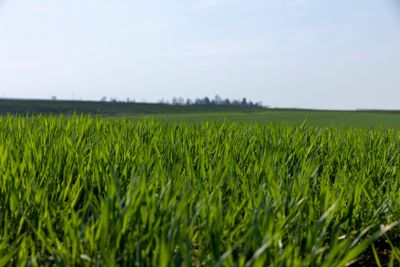 a new wheat crop in the spring season, new sprouts
