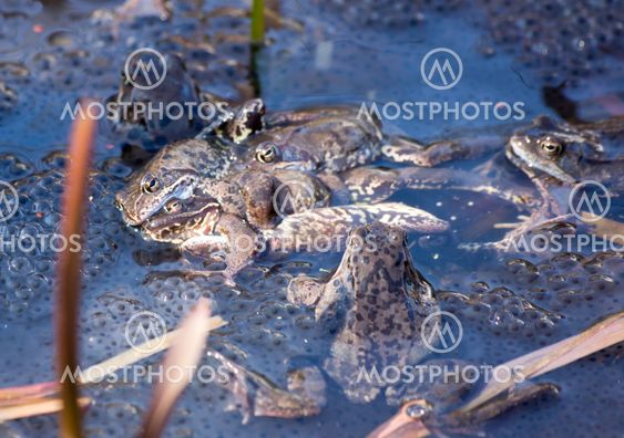Frogs mating