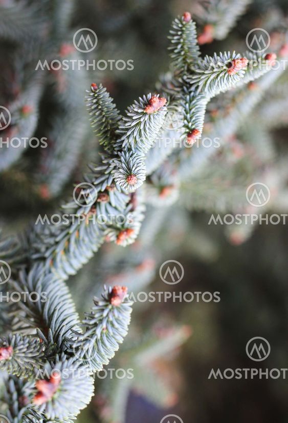 Close up of Araucaria araucana