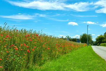 Countryside, road and growth of flowers, color and...