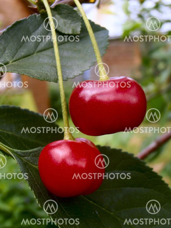 Two Cherries.