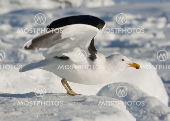Dominican gull on takeoff.