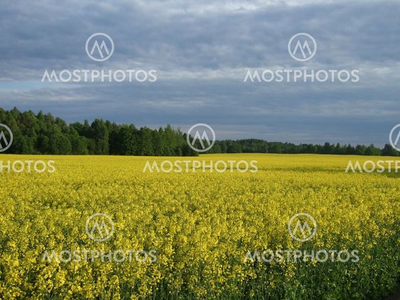 Yellow field