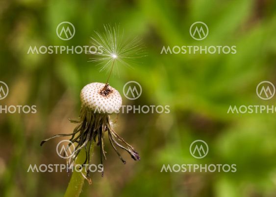 Dandelion Seed