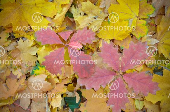 Background of a group autumn orange leaves