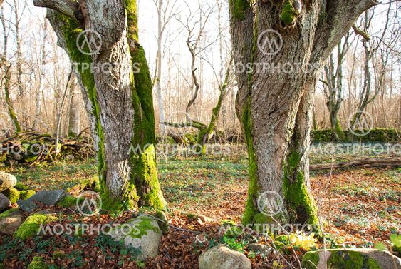 Two big old trees