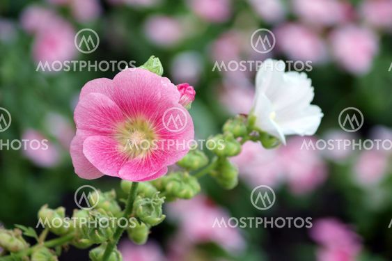 Pink hollyhock (Althaea rosea) blossoms