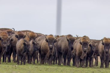 European Bison herd in snowless winter