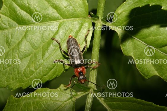 Soldier beetle (Cantharis fusca)