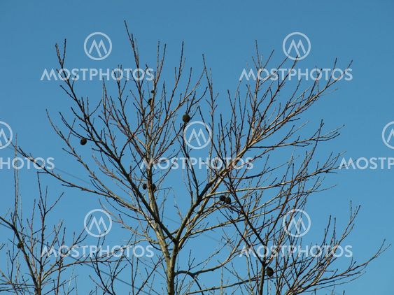 Tree in spring time