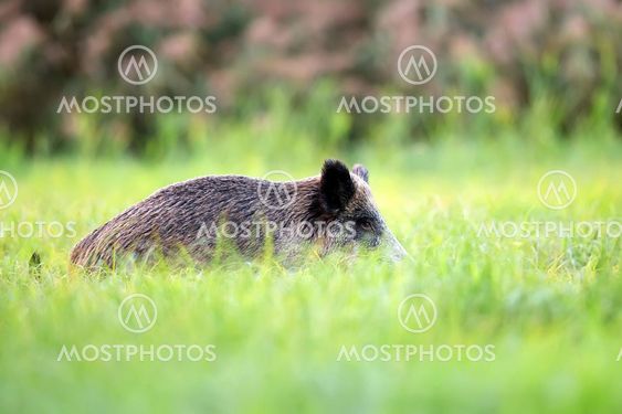 Wild boar hidden in the grass