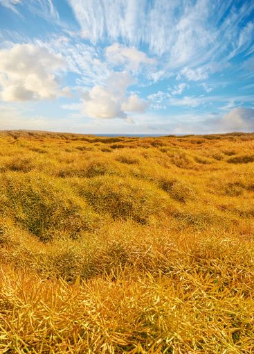 Countryside, field and environment with farm and nature...