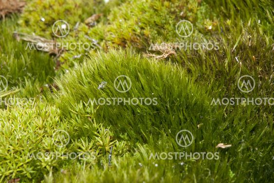Mosses of Antarctica.