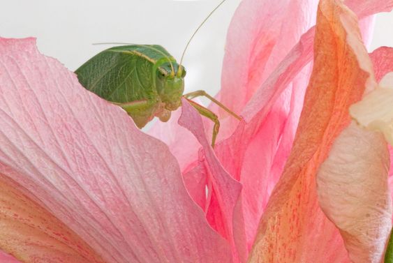 Vihreä Grasshopper...