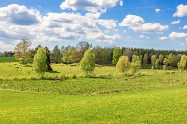 Beautiful meadow landscape in the countryside on a sunny...