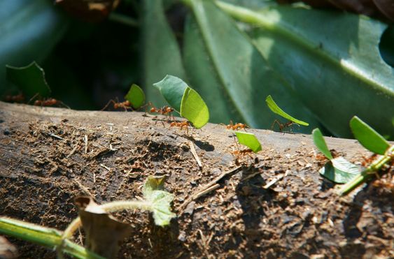 Leafcutter ants