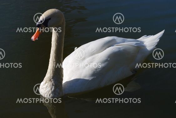 White swan