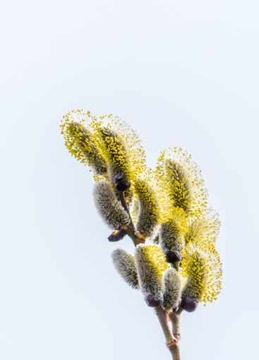 Nature awakes in spring. Blooming willow twigs and furry...